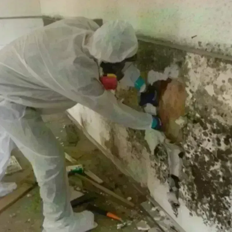 Mold Remediation and Removal in Berthoud, CO